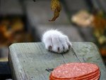 Приключения моих покупок